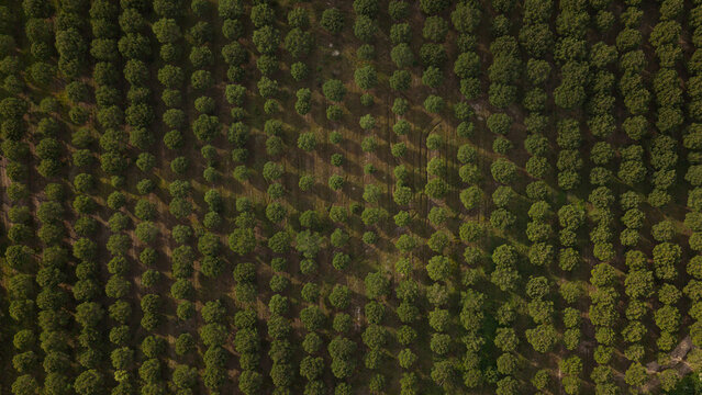 Aerial view of a pine tree plantation with rows of trees casting long shadows during sunset in Portugal.