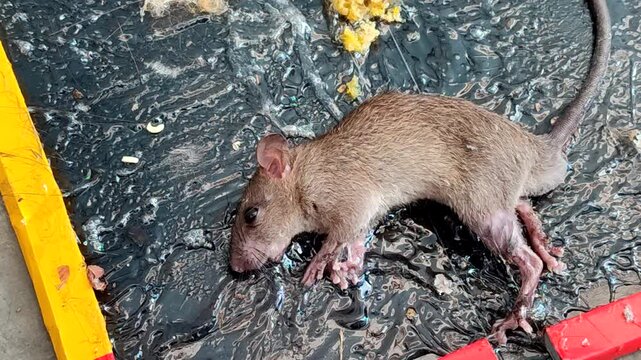A rat trapped on a glue trap a concept for effective household pest control
