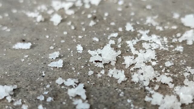 Black ants are eating scattered grains of white sugar. Ants are very fond of sugar because it is an ideal source of carbohydrates and instant energy to fuel their activities