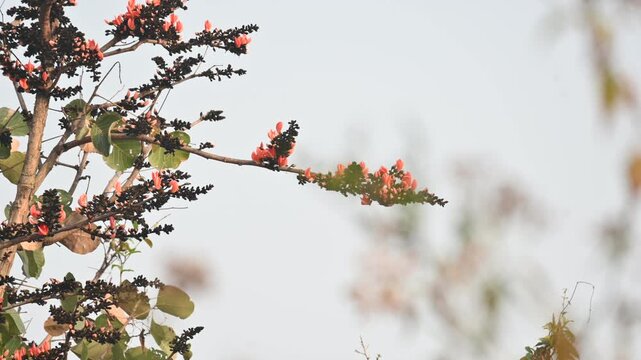 A Palash tree is seen in full bloom.
Butea monosperma&nbsp;is a species of&nbsp;Butea&nbsp;native to tropical.  It is also known as the&nbsp;flame of the forest,&nbsp;Bengal kino,&nbsp;dhak and&nbsp;bastard teak. 