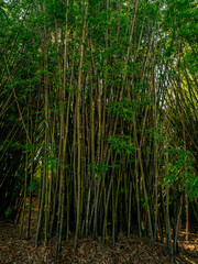 Fototapeta premium Close observation of the concentrated tall green bamboo stalks forming the dense thicket inside the authentic tropical forest.