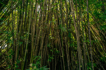 Fototapeta premium Close botanical photograph of the massive green bamboo stalks featuring the prominent woody joints and leaves inside the forest.