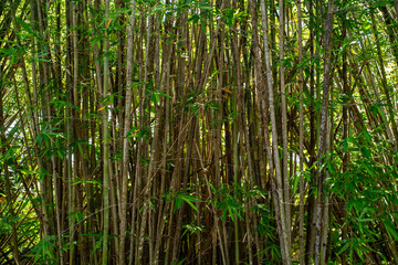 Fototapeta premium A dense thicket of tall green and brown bamboo stalks growing closely together inside the authentic tropical forest environment.
