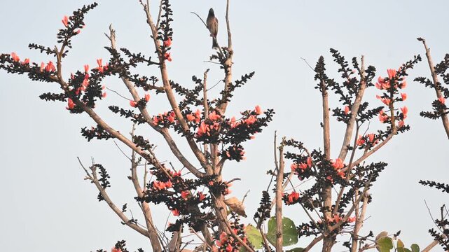 A Palash tree is seen in full bloom.
Butea monosperma&nbsp;is a species of&nbsp;Butea&nbsp;native to tropical.  It is also known as the&nbsp;flame of the forest,&nbsp;Bengal kino,&nbsp;dhak and&nbsp;bastard teak. 