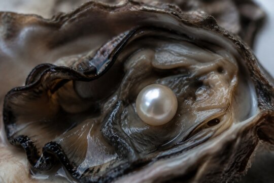 A smooth pearl nestled within the dark folds of an oyster shell.