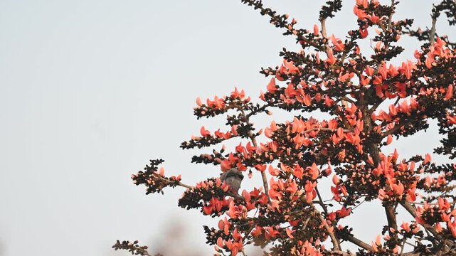 A Palash tree is seen in full bloom.
Butea monosperma&nbsp;is a species of&nbsp;Butea&nbsp;native to tropical.  It is also known as the&nbsp;flame of the forest,&nbsp;Bengal kino,&nbsp;dhak and&nbsp;bastard teak. 
