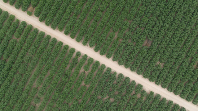 Aerial view of intensive almond tree cultivation with rows of green trees separated by a dirt path in Portugal.