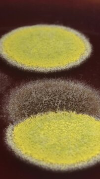 Close-up time-lapse of fuzzy mold colonies developing on brown liquid, microbiology concept.
