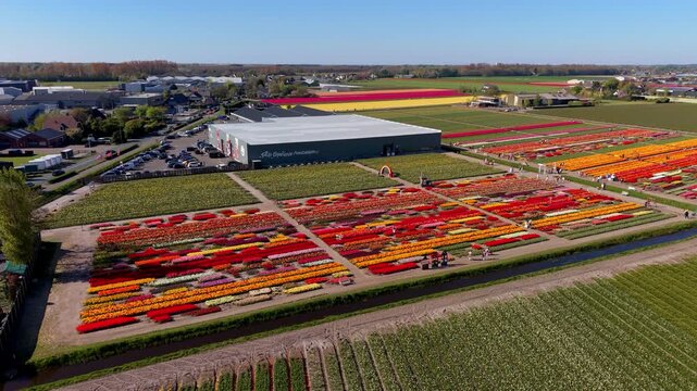 Aerial view of tourists at the Tulip Experience Amsterdam garden exhibition. Drone landscape of multicolored flower show fields and agricultural water canals in the Netherlands, panorama.