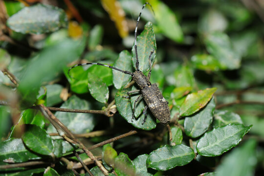 灰褐色に腰の白帯が特徴のヒメヒゲナガカミキリ虫（日本アウトドアフィールド昆虫生態マクロ撮影）
