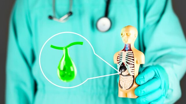 The doctor presents an anatomical model next to the gallbladder with gallstones. Concept of digestive health, biliary pathology, acute abdominal pain, and cholecystitis prevention.
