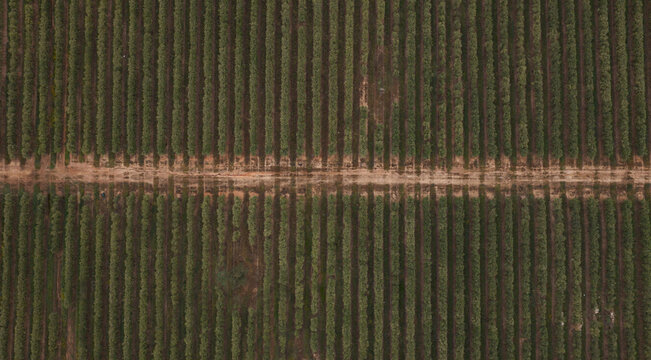 Aerial view of an intensive olive tree plantation with perfectly aligned rows of trees and a central dirt path in the countryside, Spain.
