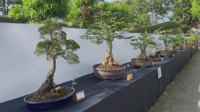 Bonsai trees line a display table. Each tree shows unique shape and age. Plants rest in earthy pots with small signs. White wall and green foliage frame the scene. Stillness suggests quiet admiration.