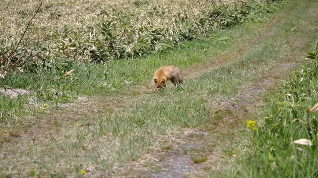 狩りをしているキツネの動画。蛇のようなものを捕食している北海道のキタキツネ。
