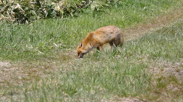 狩りをしているキツネの動画。蛇のようなものを捕食している北海道のキタキツネ。