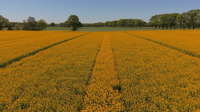 Aerial view of an expansive yellow rapeseed field. Drone landscape of vibrant canola oilseed plantation bordered by green pastures and rows of spring trees in the countryside, panorama.