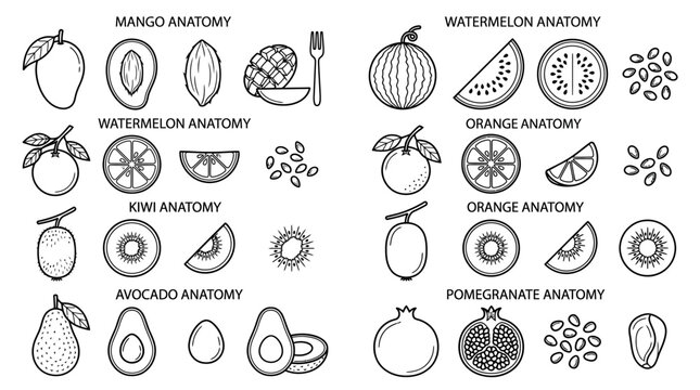 Collection of Detailed Fruit Anatomy Infographic Diagrams Featuring Sliced Produce and Seeds in Minimalist Line Art Style
