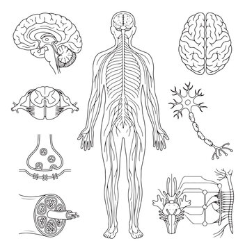 Human nervous system anatomy vector set, medical diagram of brain and spinal cord, central nervous system line art icons for education