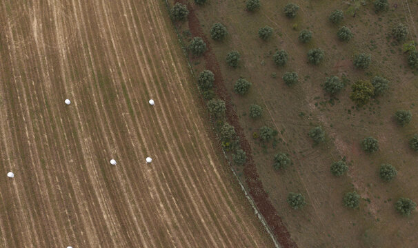 Aerial view of round straw bales wrapped in white plastic scattered across a harvested field adjacent to a grove of olive trees in Spain.