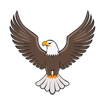 Bald Eagle in Flight Vector Illustration