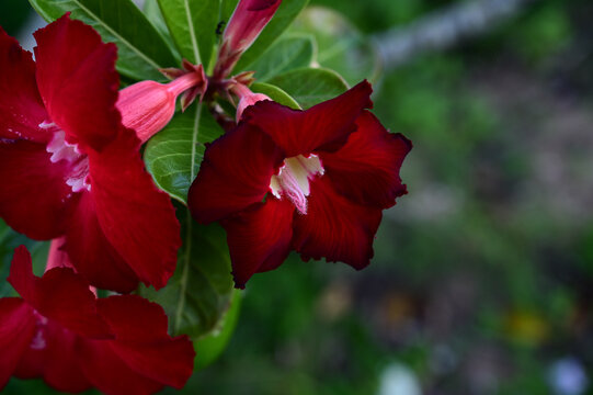 vibrant dark red adenium obesum desert rose flowers blooming in spring, beautiful exotic tropical plant inflorescence with green leaves backdrop, elegant macro botanical detail display close up view