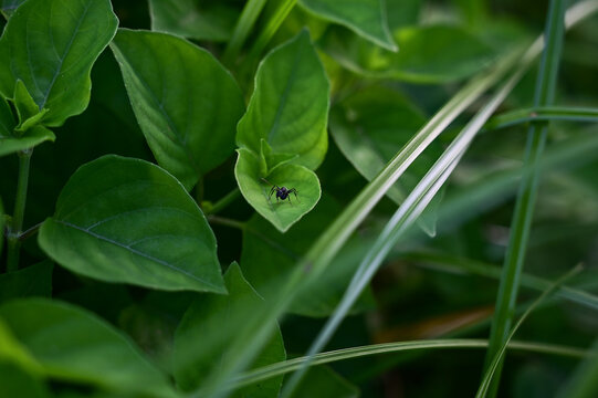 small black jumping spider on a vibrant green leaf in the garden, tiny salticidae arachnid crawling on fresh foliage in tropical nature backdrop, elegant macro entomology detail display closeup view