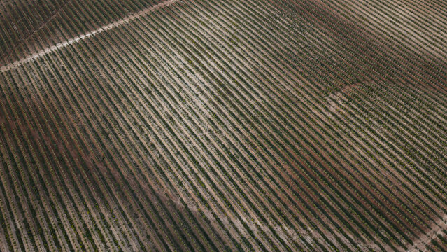 Aerial view of intensive olive tree farming in the Spanish countryside, showcasing perfectly aligned rows of trees across the landscape in Spain.
