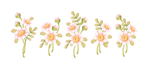 Obraz premium Set of boutonnieres with pink daisies, green buds and leaves, watercolor isolated from background. Ready-to-use floral arrangements for wedding invitations, groom accessories, corsage designs 