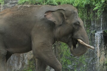 Fototapeta premium A side view of a young sumatran elephant walking along the edge of a pond during the day