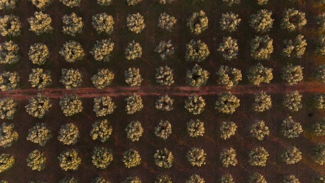 Aerial view of olive trees in the Spanish countryside with rows of trees and a dirt path in Spain.