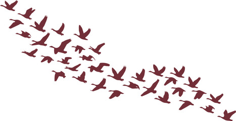 Flying birds vector silhouette, a flock of migratory geese in V-formation, dynamic avian wildlife illustration, nature and freedom concept for design projects © Shanza