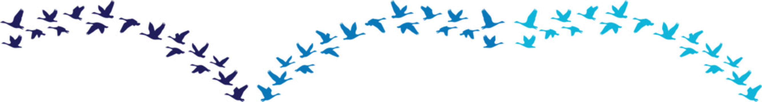 Abstract bird flight path vector illustration. Dynamic flock of birds in gradient blue and purple, symbolizing freedom and migration. Minimalist graphic resource for nature and travel designs.