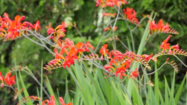 クロコスミアの花。姫檜扇水仙(ヒメヒオウギズイセン)とも呼ばれる赤い花の動画。