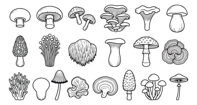 Hand drawn mushroom line art collection, 18 edible and wild fungi vector icons, black and white botanical mushroom illustrations for coloring