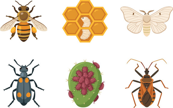 Set of flat vector insect illustrations featuring a honey bee, moth, beetle, honeycomb, and cochineal bugs.