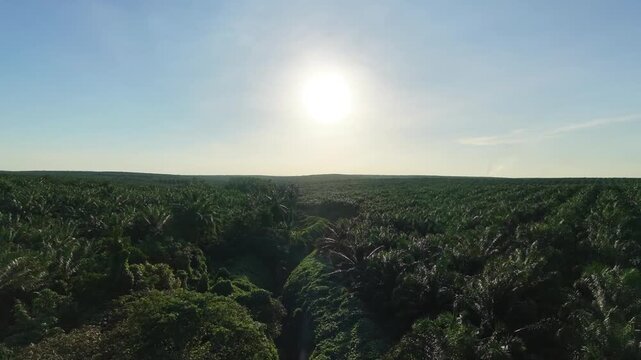 Aerial view of a vast oil palm plantation, showcasing endless rows of palm trees, lush greenery, and expansive agricultural landscape under a clear sky.