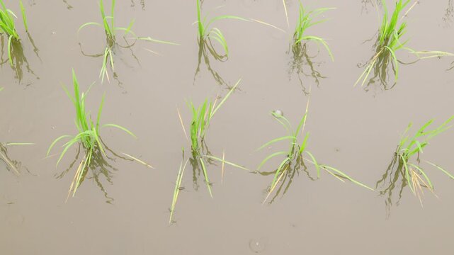 梅雨の雨が降る水田の水面をアメンボたちが活発に歩き回る様子を捉えたスローモーション素材