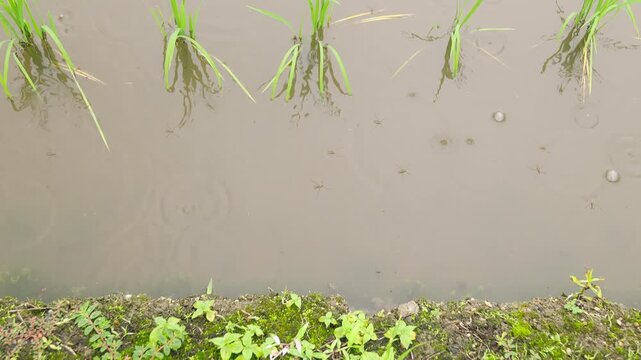 若い稲と土手を取り入れたハイアングルから見下ろす雨の日の田んぼとアメンボのクローズアップ。スローモーション