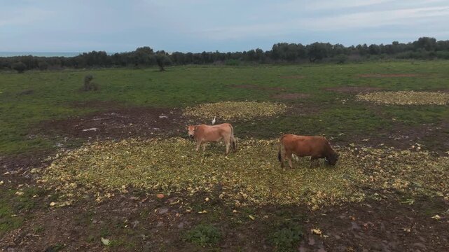 Two cows eating in a green pasture surrounded by Cattle Egret (Bubulcus ibis) during the day.