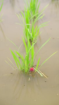 梅雨の雨が降る水田の若い稲の根元に産み付けられたジャンボタニシの鮮やかなピンク色の卵