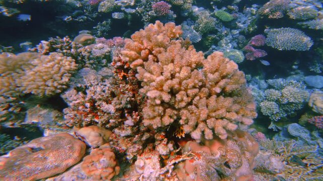 Close up motion of Pocillopora, genus of stony half dead coral 