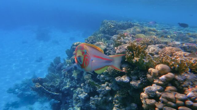 Portrait of vividly hued Klunzinger wrasse or Thalassoma rueppellii drifting above coral garden 