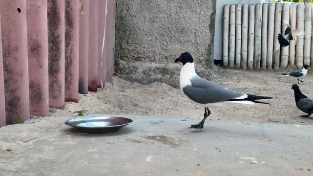 Close-up observation of wild laughing gulls competing for food, capturing the raw instinct and dynamic behavior of coastal birds in a natural setting.