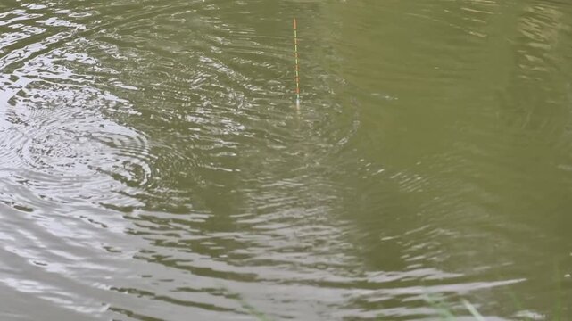 Fishing bait casting and float settling on calm water, Taiwanese fishing technique