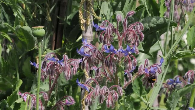 Bumble bees visiting the borage flowers.