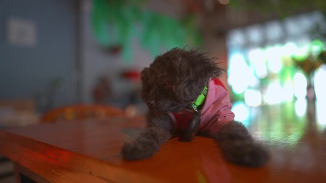 cute black toy poodle puppy resting on wooden table indoors with soft bokeh, adorable small black dog portrait with curly fur and cozy home background 4k