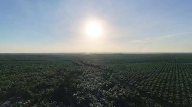 Aerial view of expansive oil palm plantation landscape, highlighting geometric rows of palm trees, lush greenery, and large-scale agricultural production in tropical countryside.