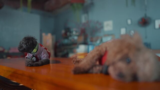 two adorable toy poodle dogs relaxing on wooden table in cozy cafe interior, cute small puppies wearing colorful clothes with soft bokeh indoor background