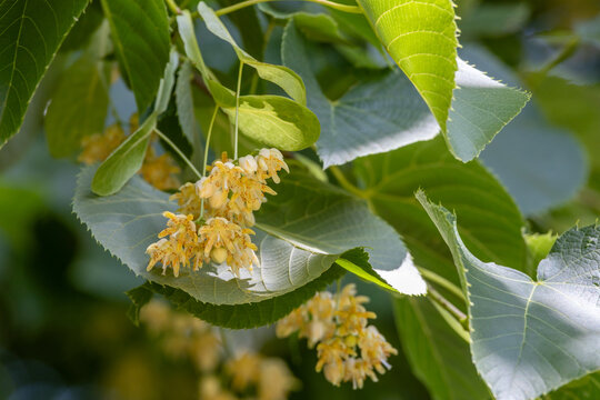 Close up abstract view of fragrant flower blossoms on an American basswood (Tilia americana) tree in early summer