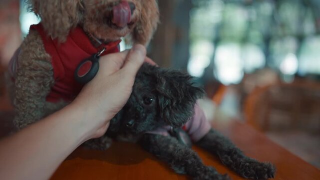 man hand pet two adorable toy poodle dogs in cozy cafe interior, cute and playful small puppies at soft bokeh indoor background 4k